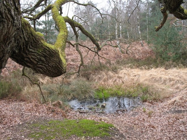 Reconnaissance des arbres 056